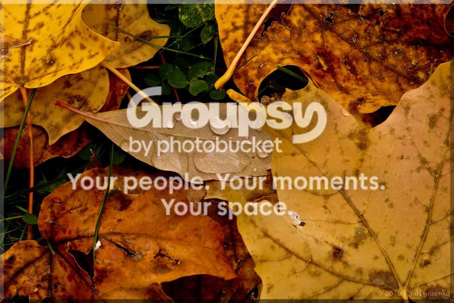 FallLeaves_5332_v1.jpg