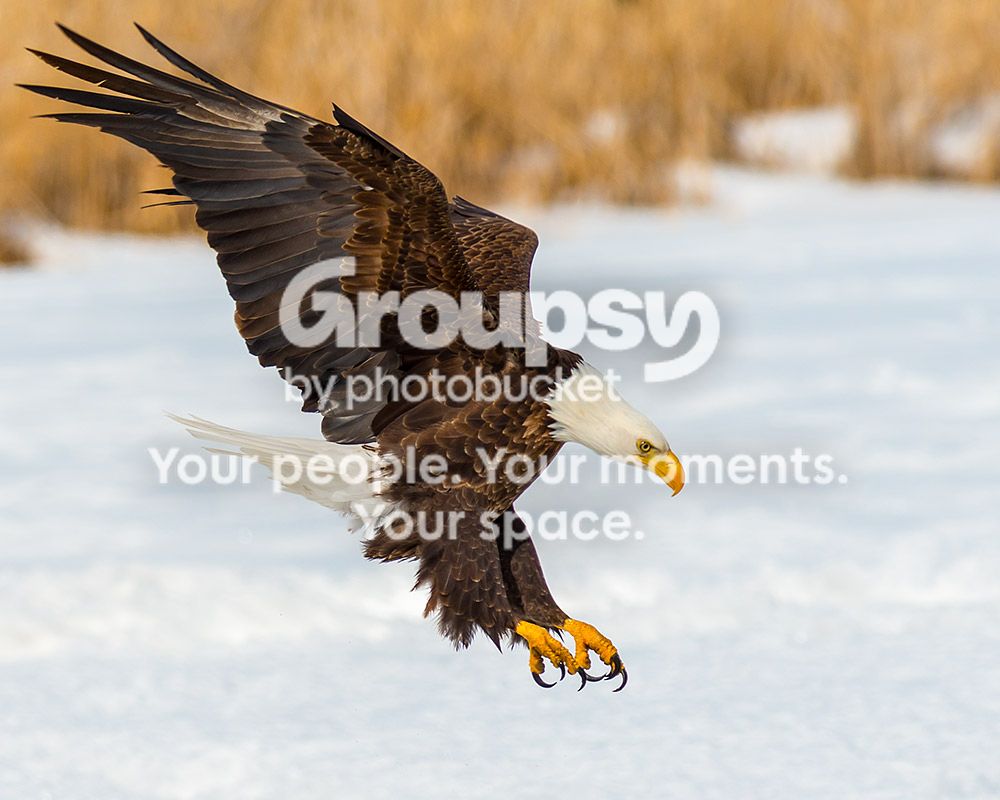 eagledive_zpsee214992.jpg
