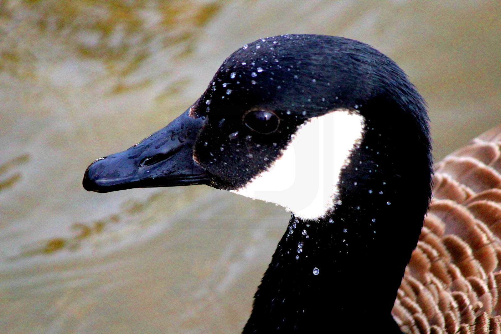 goose_by_tjs_photographs-d9x8xnt.jpg