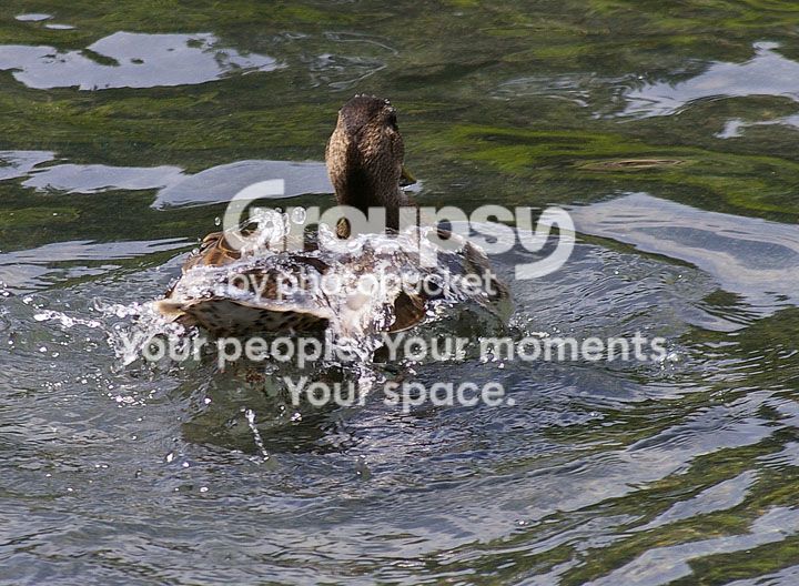 duckwater.jpg
