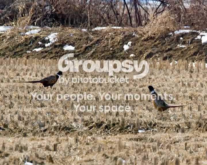 Pheasants2-noise-reduced-un.jpg