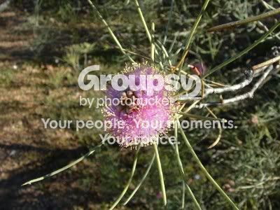 PYFlower.jpg