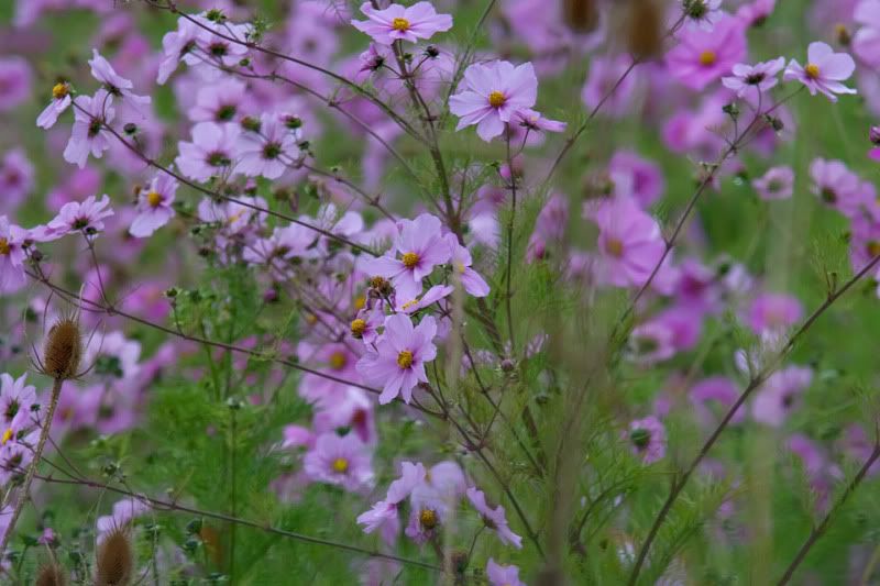 Purple-3-1.jpg