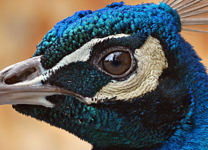 peacock_02.jpg