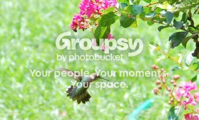 hummingbird1.jpg