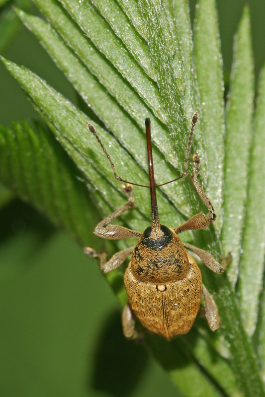 weevil_01.jpg