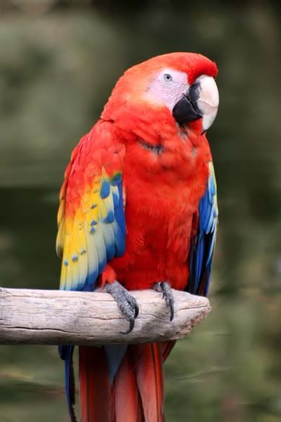 macaw_3844share_filtered.jpg
