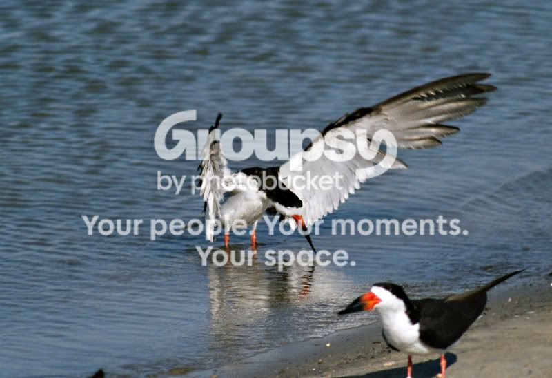 reserve3.jpg