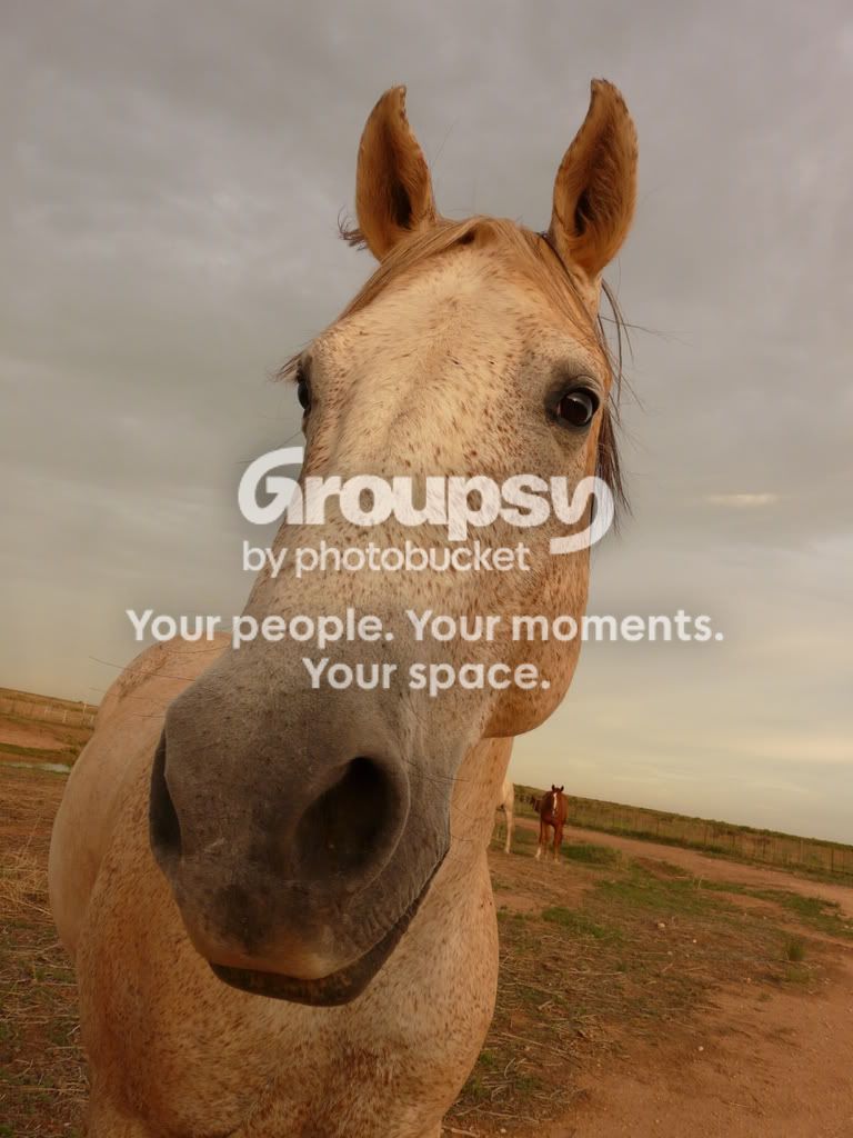Horses71508020.jpg