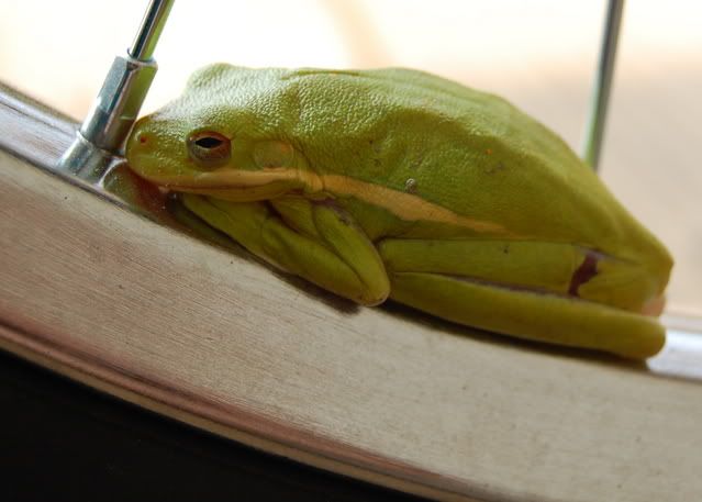 frog107a.jpg