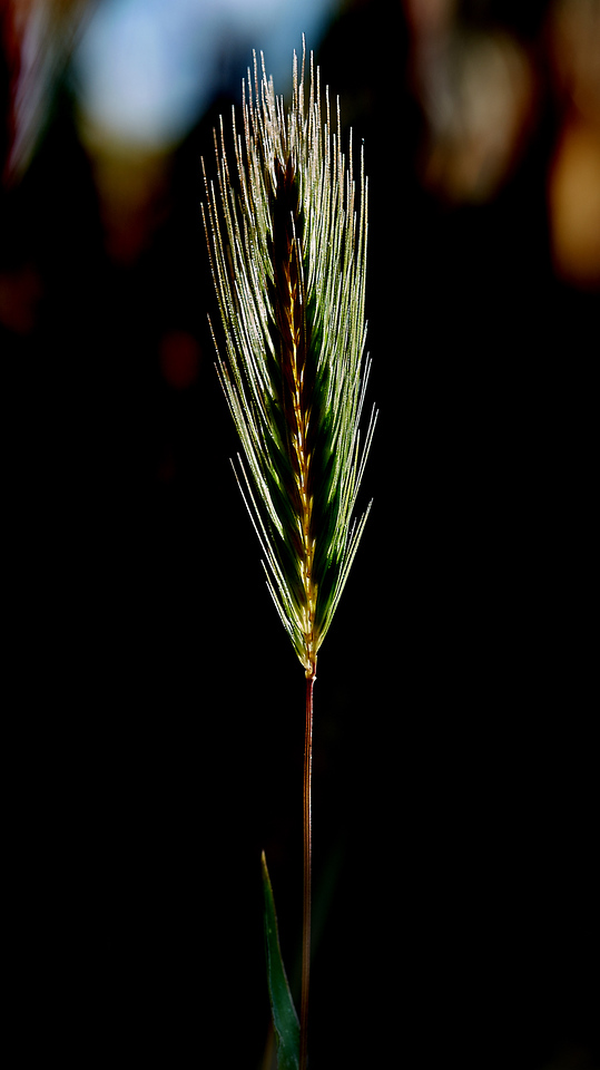 DSCF2942-X2.jpg