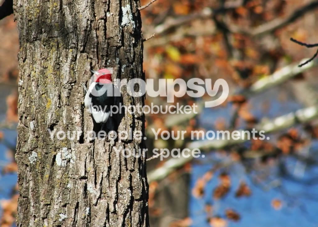 bestbird.jpg
