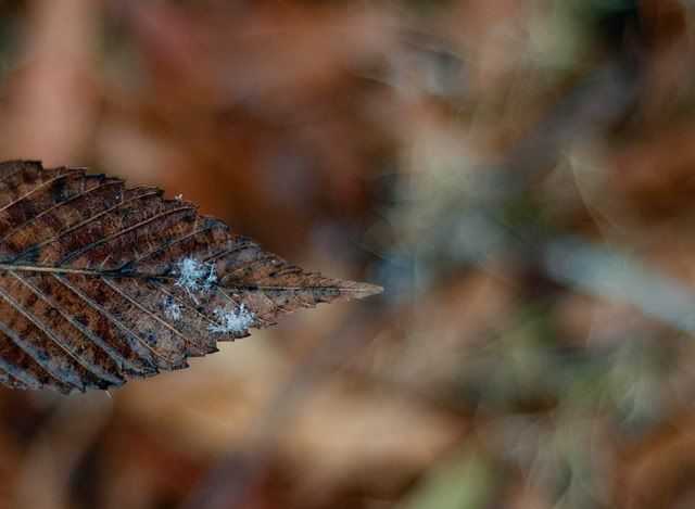 DSC_3005.jpg