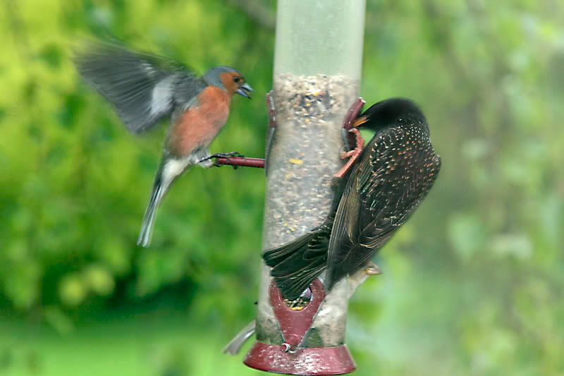 ChaffStarling.jpg
