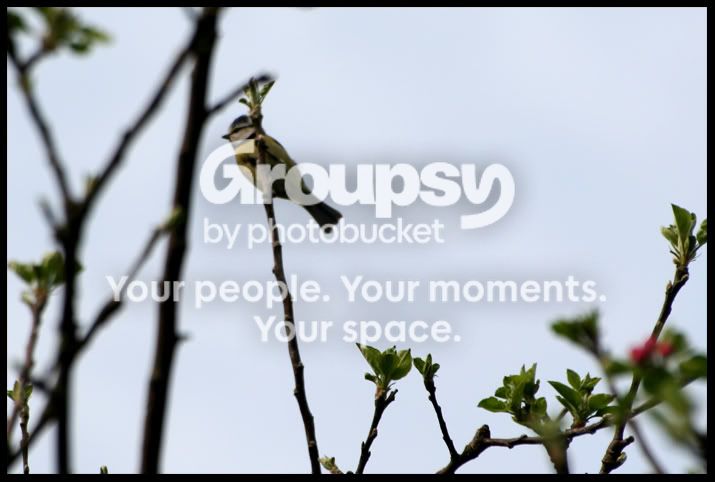 BlueTitcrop.jpg