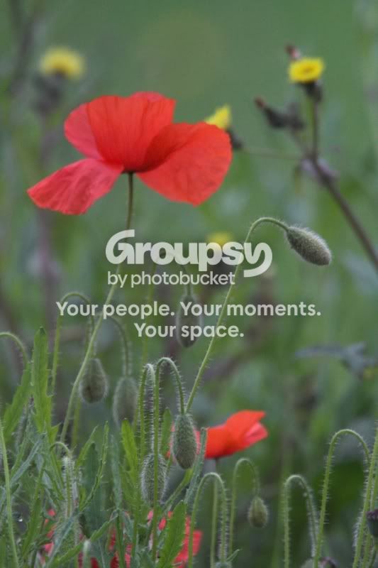 flower.jpg