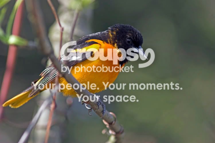 BaltimoreOriole11.jpg