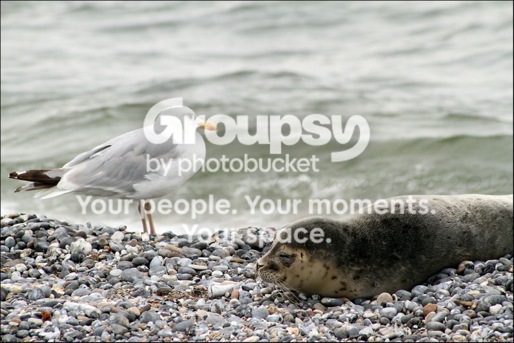 Helgoland_Seehunde_8.jpg
