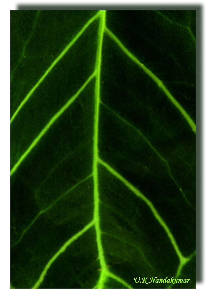 5248372093_ca7cda39da_b.jpg