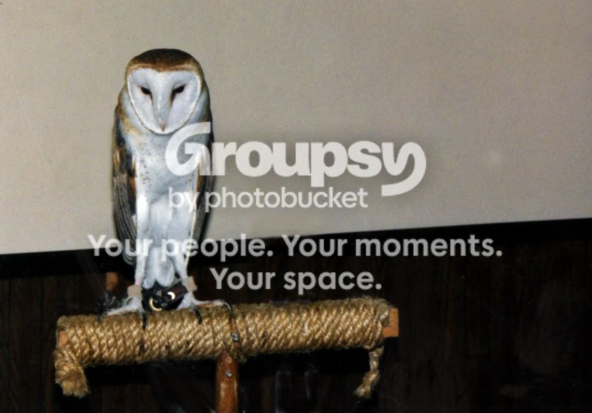 Owl001.jpg