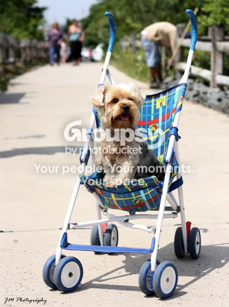 dogcropwm.jpg