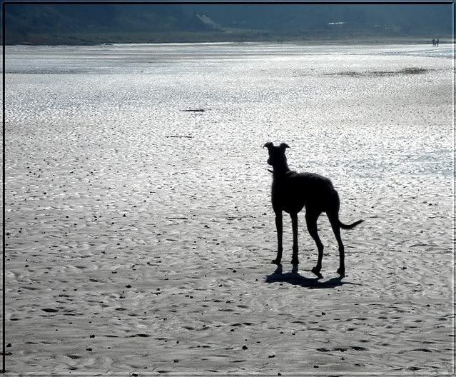 ayr024.jpg