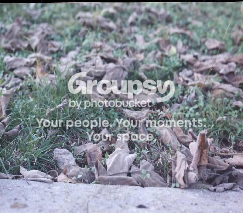 Leavesgreengrass.jpg