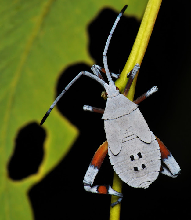 EucalyptusTipBug.jpg