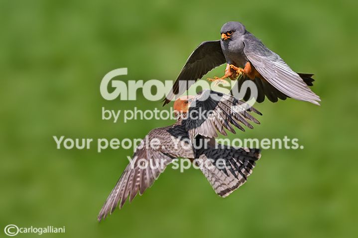 156369186_BqhTcrPd_falcocuculo145a.jpg