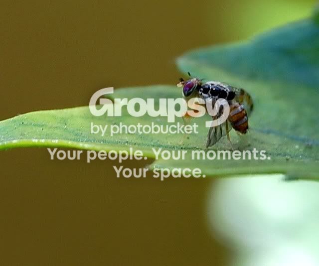 fly9.jpg