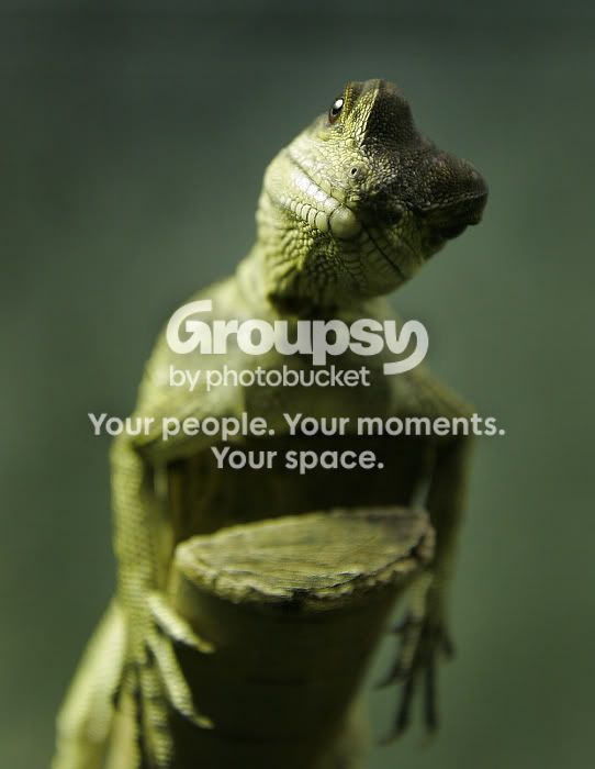 lizardpose2-sm.jpg