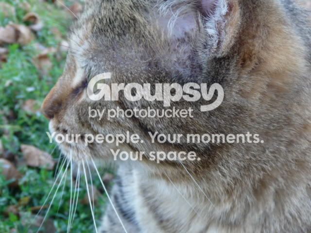 kitty004.jpg