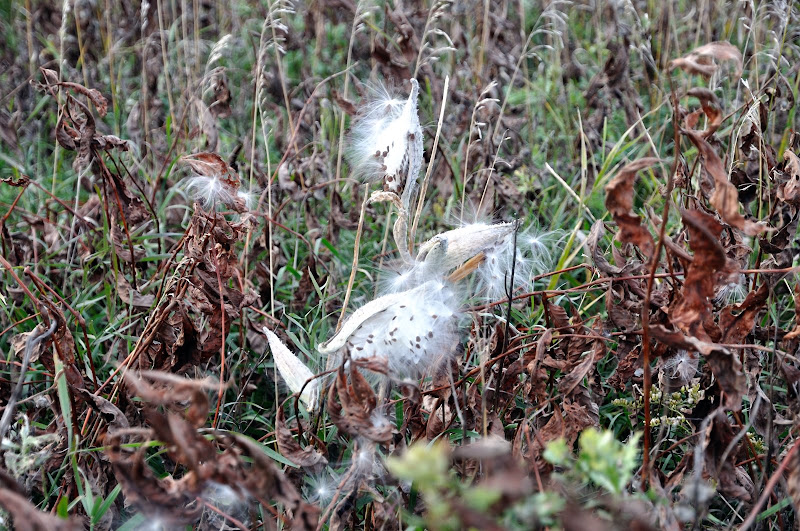 milkweed.jpg