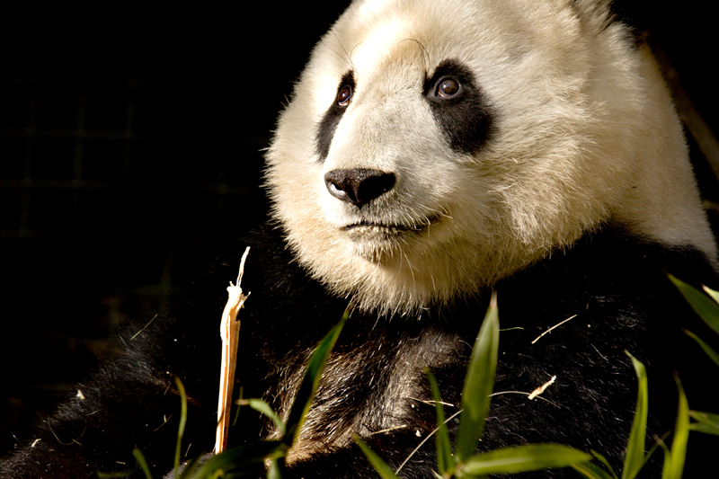 San%20Diego%20Zoo20-L.jpg