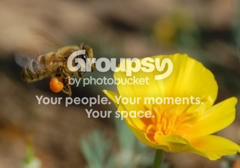 beepoppy3.jpg