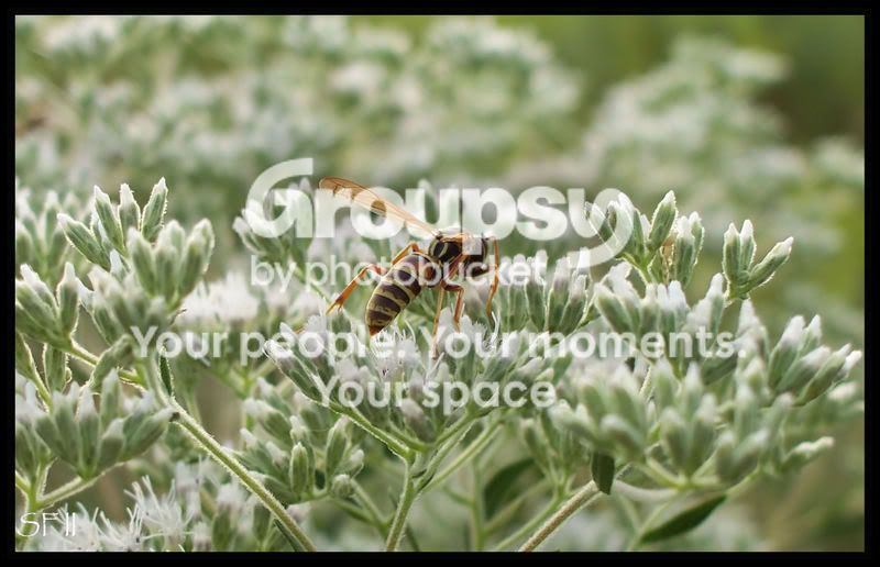 wasponwhiteplant.jpg