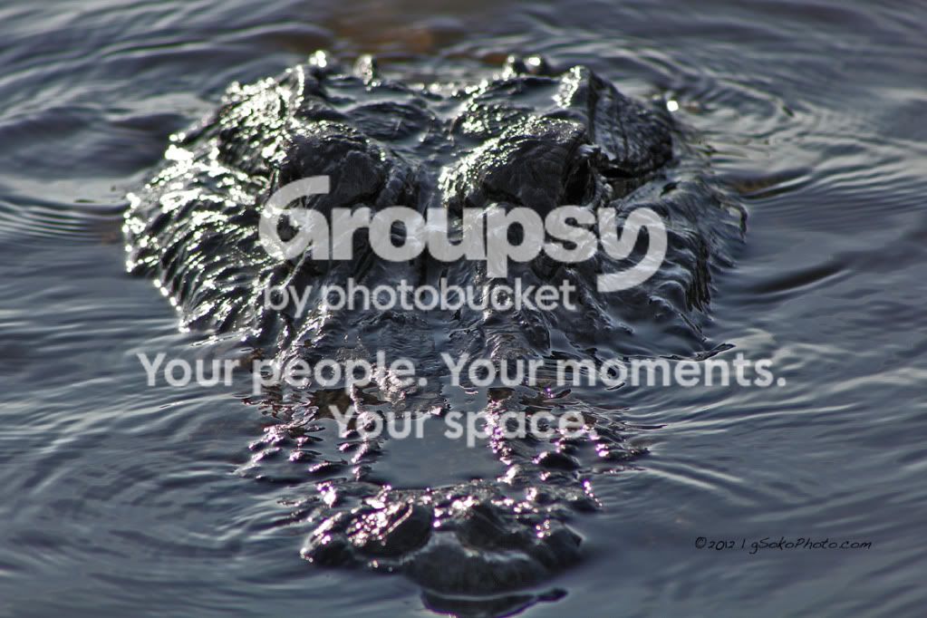 AlligatorHeadOnWM.jpg