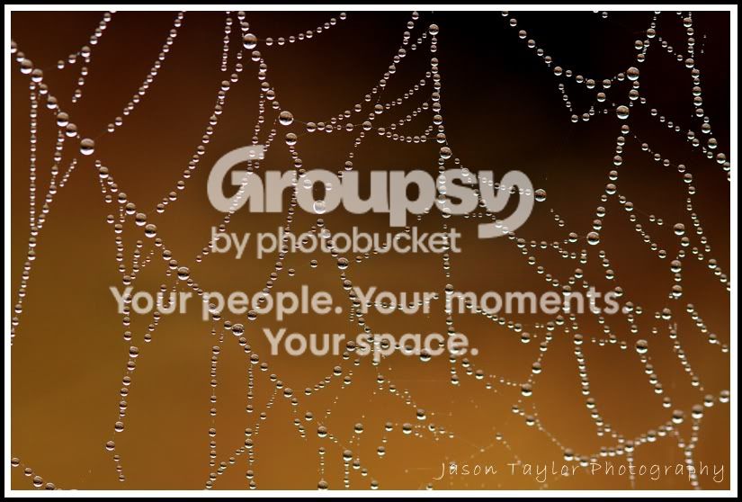 spiderweb.jpg