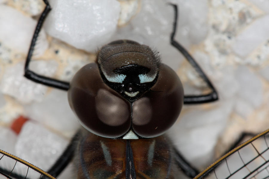 Dragonfly_Eyes1_by_mack1time.jpg