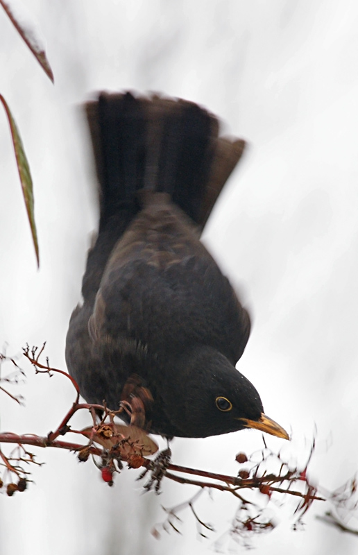 blackbird_03.jpg