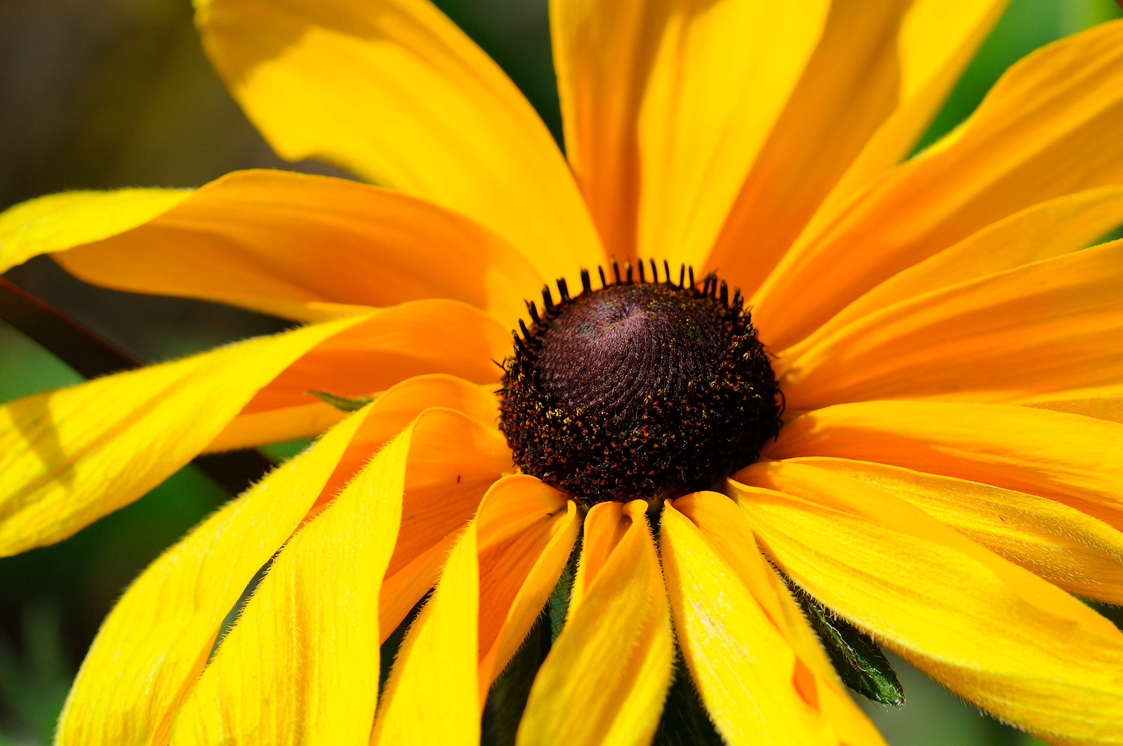 DSC_00352-X3.jpg