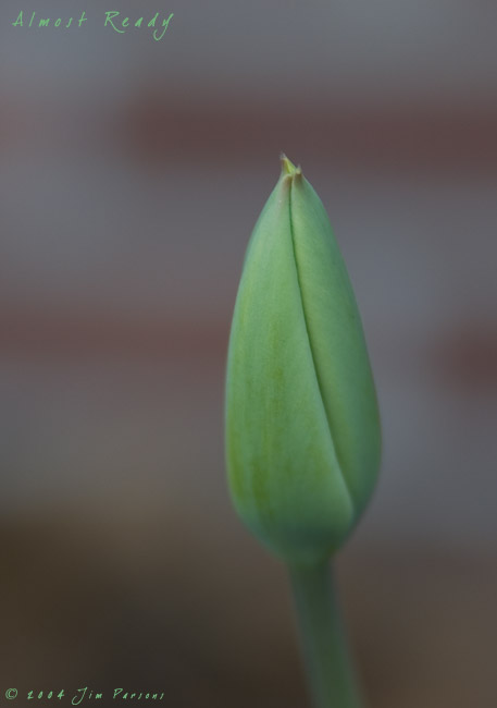 near_bloom.jpg