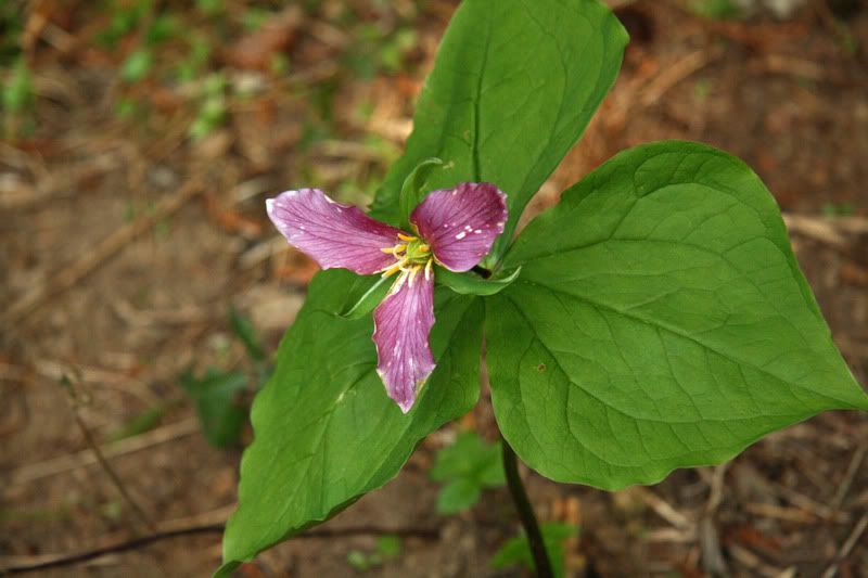 pollinatedtrillium.jpg