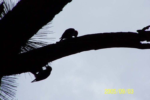 61886775_f14fd75369.jpg
