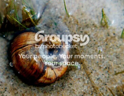 snaily.jpg