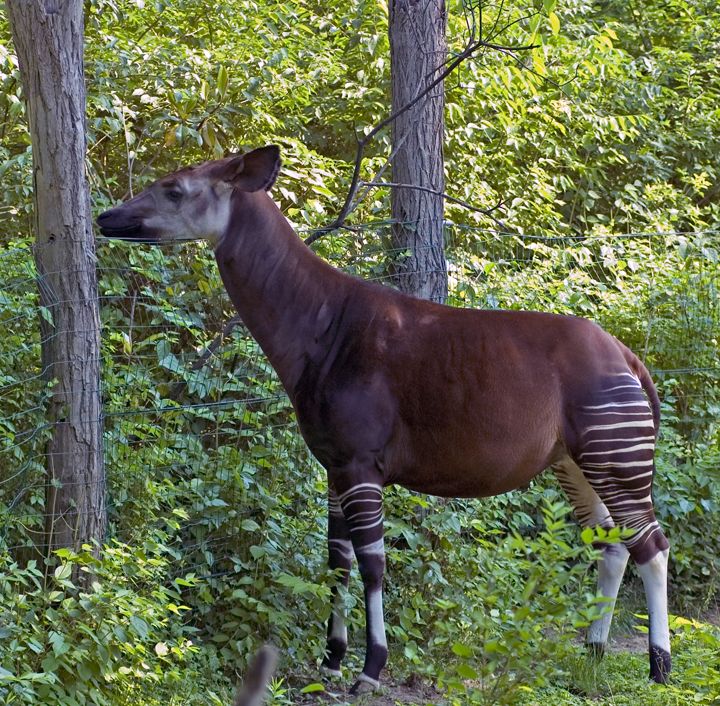 Emu052906001.jpg