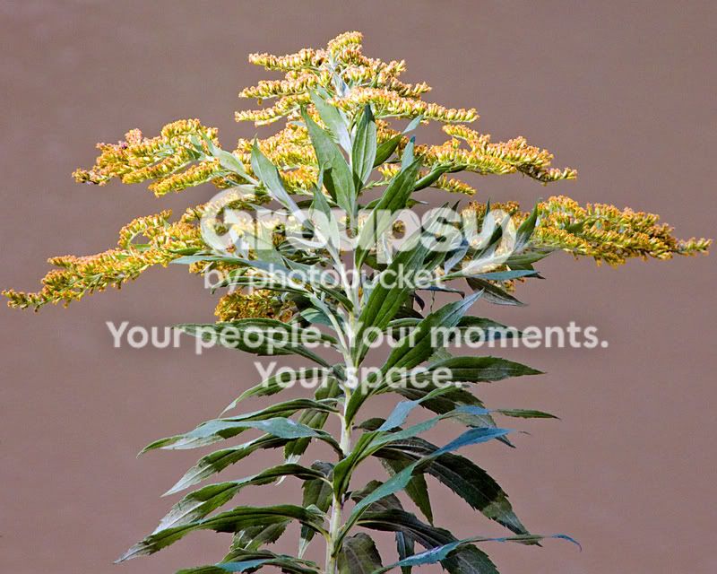 fallplantlife.jpg