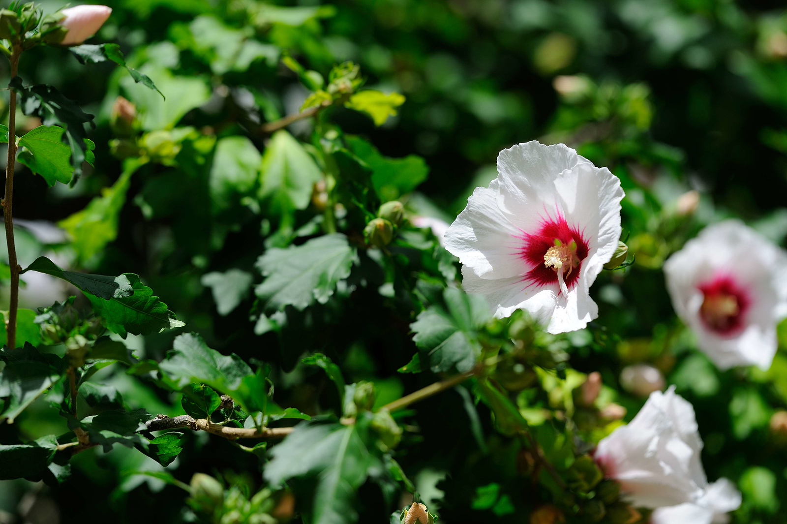 DSC_00088-X3.jpg