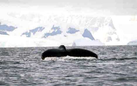 whale1vm8.jpg