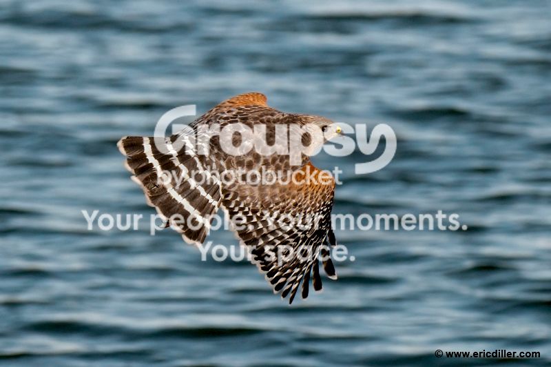 PIC_9756copy.jpg